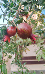 two red pomegranate fruits on tree