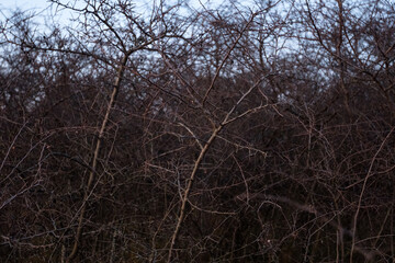 branches of a piece of thorns at sunset