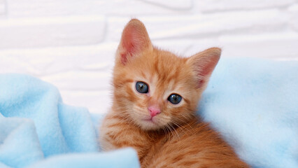 Fototapeta premium Close up ginger tabby curious kitten sits in a blue blanket and looks around. Pets concept