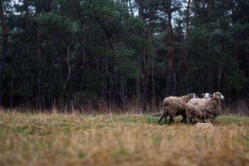 Romanov sheep graze on the lawn