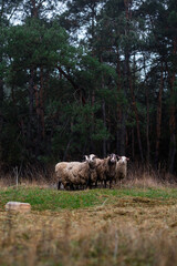 Romanov sheep graze on the lawn