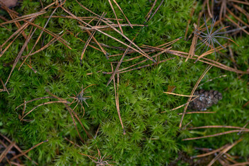 dense green forest moss
