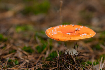 beautiful fly agaric in the forest