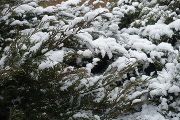 Mass of snow on branches of savin juniper in January