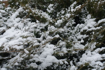 Fototapeta na wymiar Sprigs of savin juniper covered with snow in January