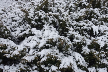 White snow on branches of savin juniper in January