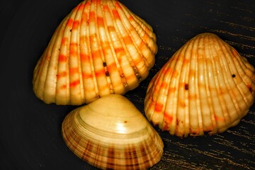 seashells