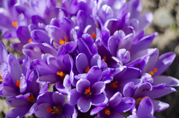 Fototapeta na wymiar Purple Crocus Flowers in Spring. High quality photo