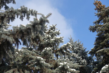 Branches of Picea pungens covered with snow against the sky in mid February