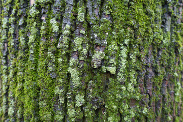 Wet bark of black poplar tree covered with moss and lichen