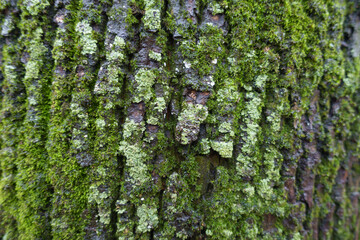 Obraz premium Mint green lichen and moss ob wet bark of black poplar in mid december