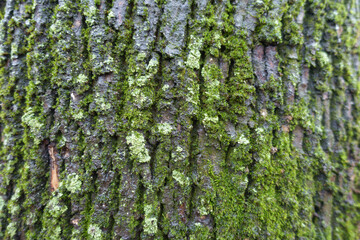 Moss and lichen on wet bark of black poplar in mid december