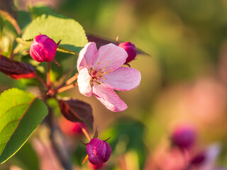 Fresh pink flowers of a blossoming apple tree with blured background
