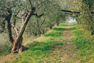 Beautiful old olive trees in a spring garden.
