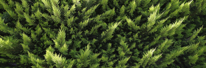 Closeup of green branches of evergreen thuja background - obrazy, fototapety, plakaty