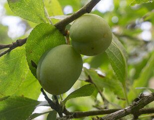Plums ripening on a plum tree