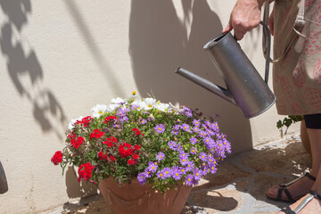 To water petunia and aster flowers in a flowerpot