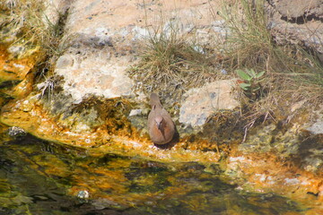 octopus on the rocks