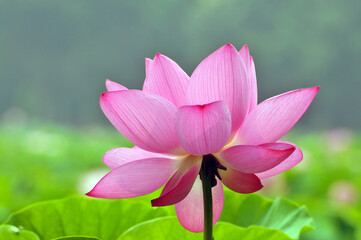 pink lotus flower in the pond