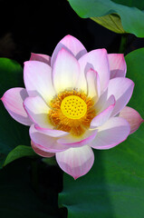 Blossoming pink lotus flower