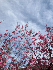 赤い花と雲