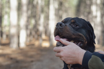 Rottweiler. A large black dog sits on a path in the woods.