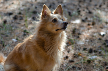 The red dog sits on the sand-covered with needles and cones.