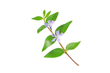 Periwinkle branch with purple flowers and leaves isolated on white