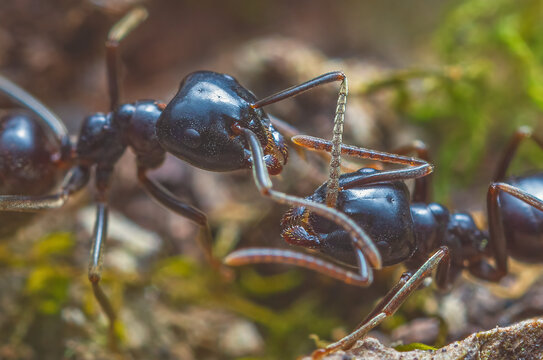 Jet black ants Lasius fuliginosus . Workers in the family Formicidae, communication between ants