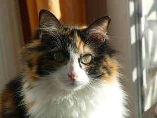 Chat