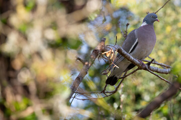 wood pigeon perched on a tree. bird conservation