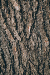 Dark wooden texture or background.
