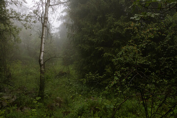 fog in the forest
