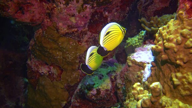 Polyp butterflyfish (Chaetodon austriacus), two fish swim near the coral reef, Red Sea, Egypt