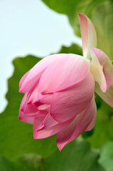 Blossoming lotus flowers