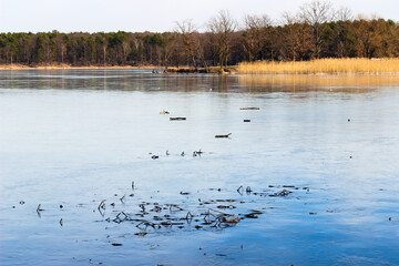 Landscape with a lake and trees on a sunny day.