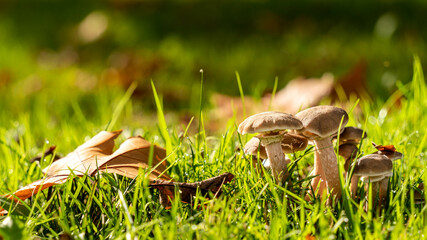 nature gazon foret feuille champignon 