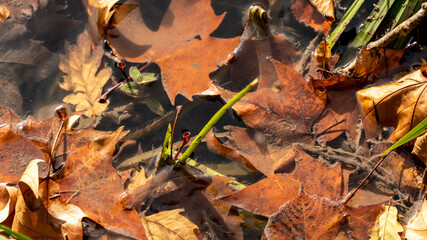 automnal feuille nature foret  vert