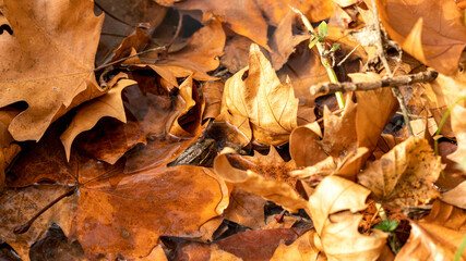 automnal feuille nature foret chute 