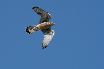 common kestrel in the blue sky