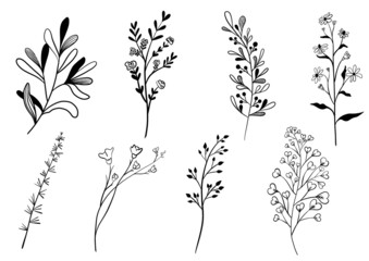 Naklejka premium Hand drawn floral elements. Botanical set