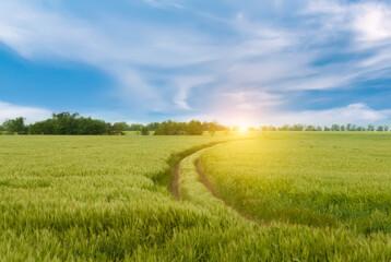 Spring landscape with green field .