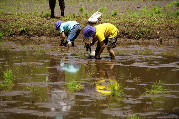 親子の田植え