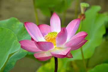 Blossoming lotus flowers