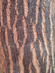 Textured tree Bark