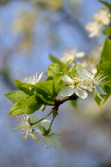 Plum blossom in spring, small white flowers on a branch, young leaves, the beginning of a new life. Blossoming cherry branch. Closeup photo