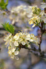Plum blossom in spring, small white flowers on a branch, young leaves, the beginning of a new life. Blossoming cherry branch. Closeup photo