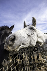 horses in stable