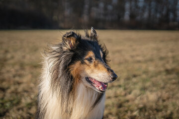 Amazingly intelligent collie dog Dexter posing during the sunny day.