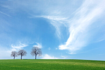 Drei Walnussbäume, Wolkenhimmel, Winter